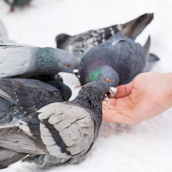 Голуби зимой на руке
