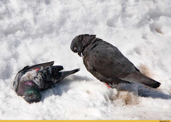 Замерзшая птица