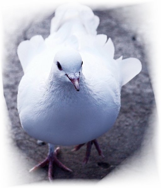 Голубь снежок