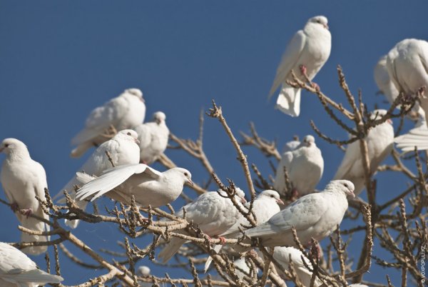 Мазари Шариф голуби