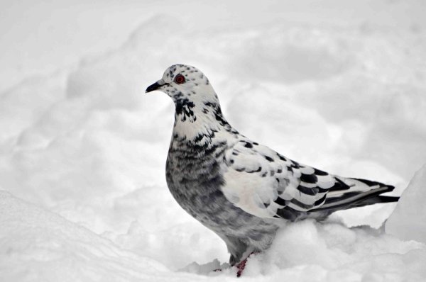 Голуби на снегу