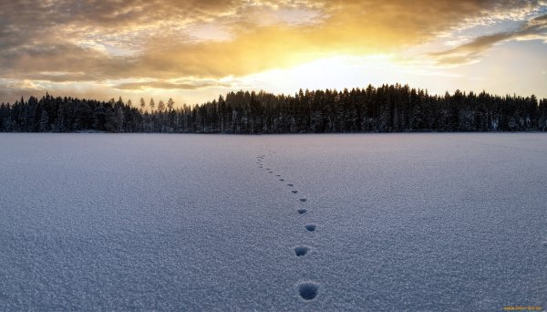 Зима поле
