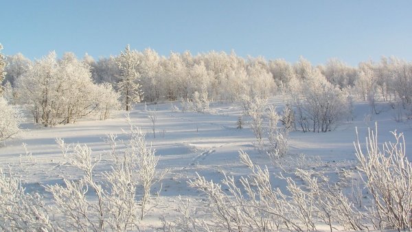 Поле зимой
