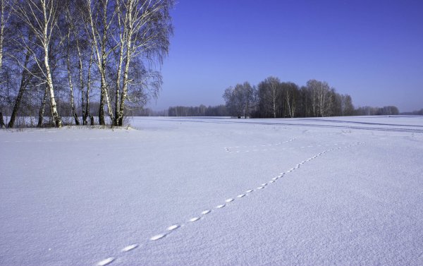 Зимнее поле