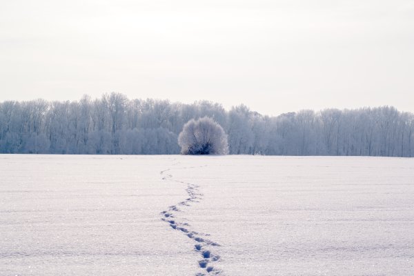 Следы на снегу