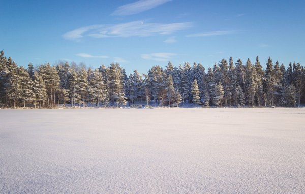 Зимний лес панорама