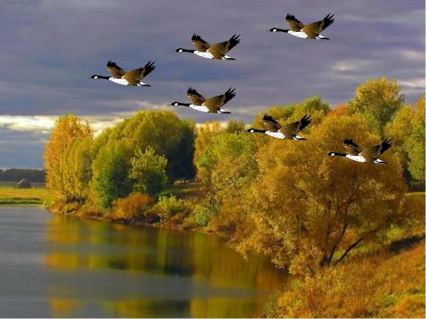 Птицы улетают на Юг