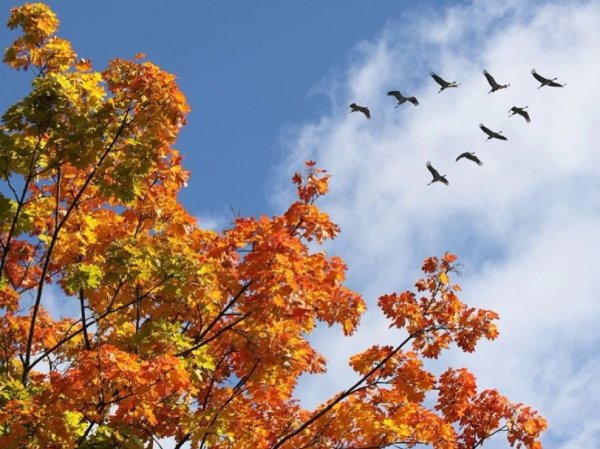 Осень птицы улетают