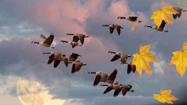 Золотая осень птицы улетают