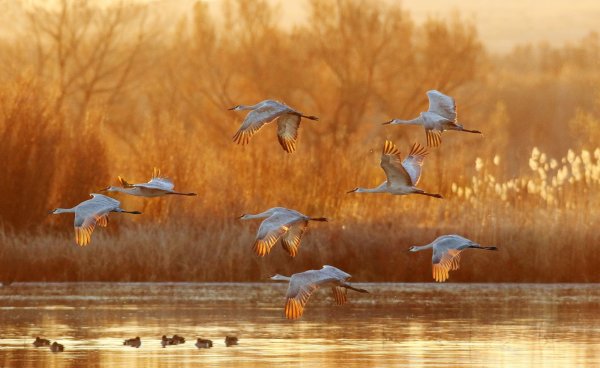 Осень журавлиный Клин