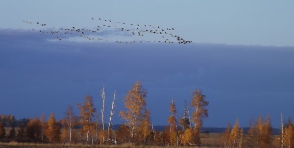 Журавлиный Клин осенью