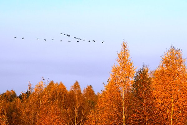 Берёза и Клин журавлиный
