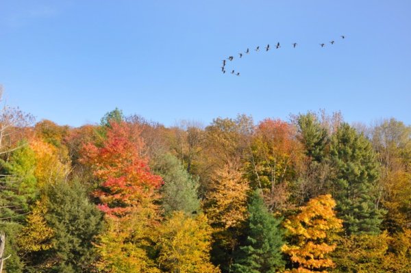 Журавлиный Клин осенью