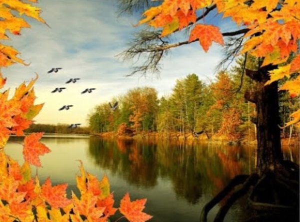 Птицы улетают осенью