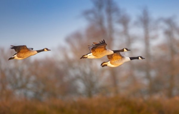 Дикие гуси перелетные птицы