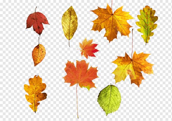 Мелкие осенние листочки