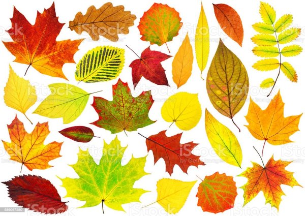 Разноцветные листья разных деревьев