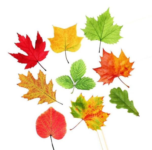 Маленькие осенние листочки