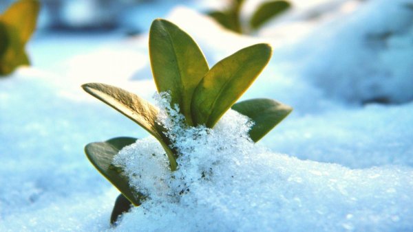 Зеленые растения под снегом