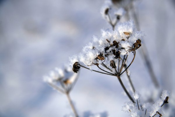 Травинки в снегу