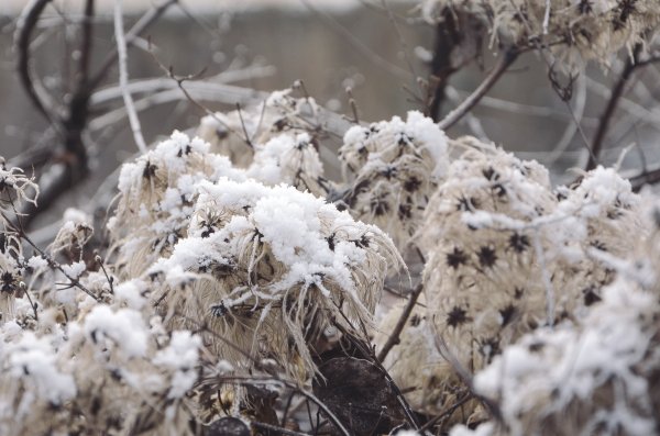 Растения зимой
