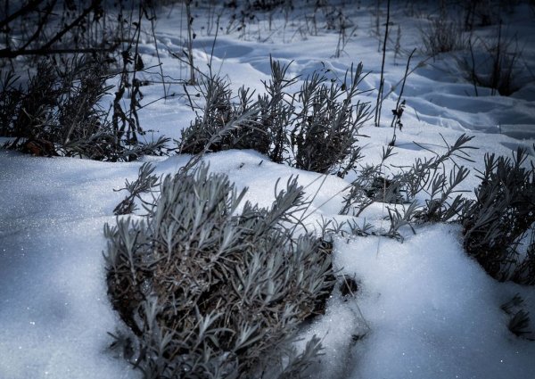 Растительность зимой