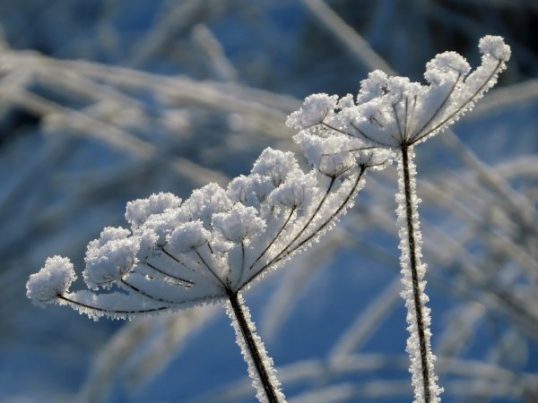 Зимнее растение красивое