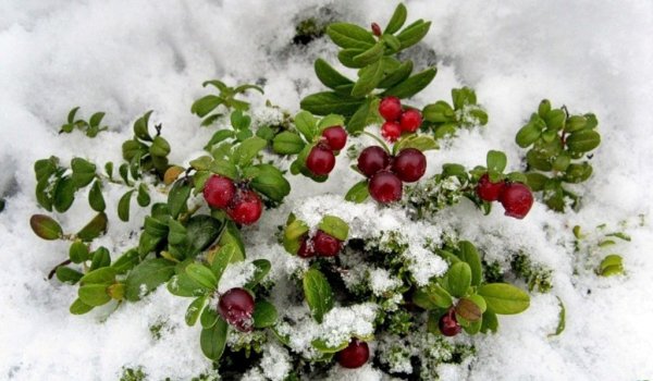 Брусника и клюква зимой