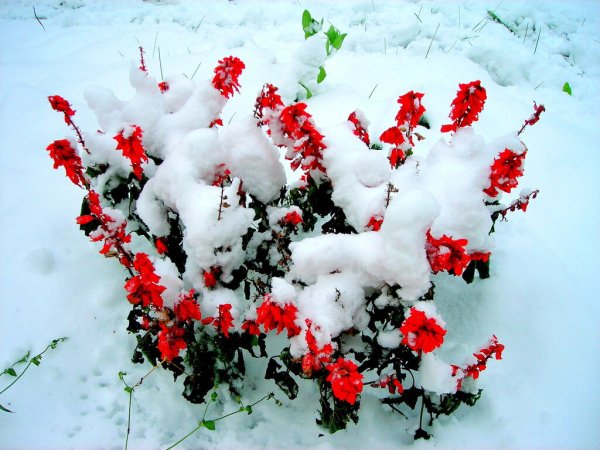 Цветы в снегу