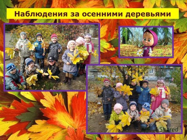 Осенние наблюдения в природе осенью