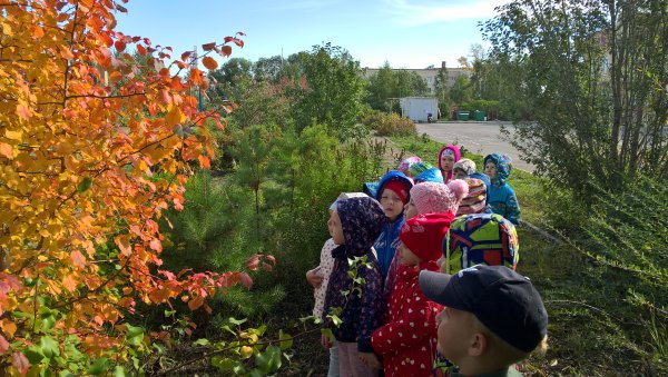 Наблюдение за природой на прогулке