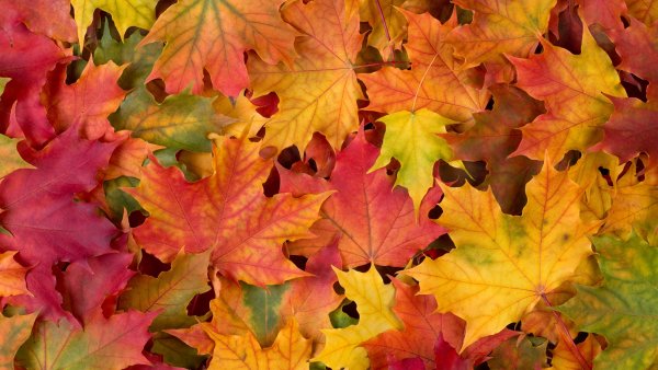 Кленовый лист