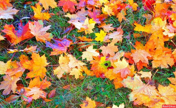 Осенний ковер