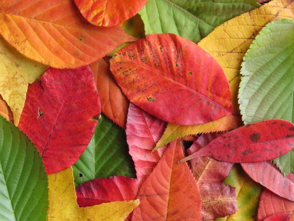 Осенние листья