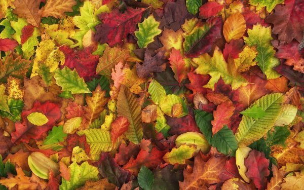 Разноцветные листья