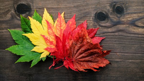 Яркие осенние листья