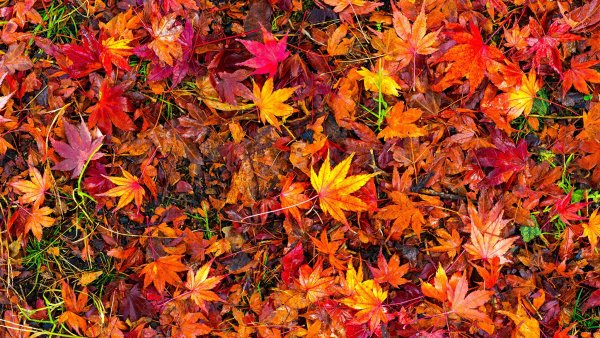 Осенняя листва