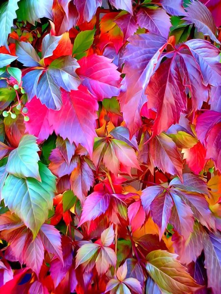 Разноцветные листья