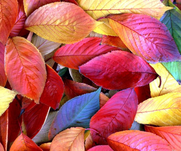 Разноцветные листья