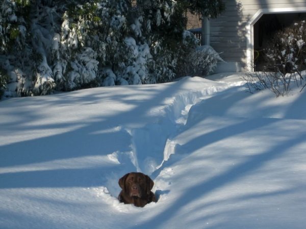 Много снега прикол