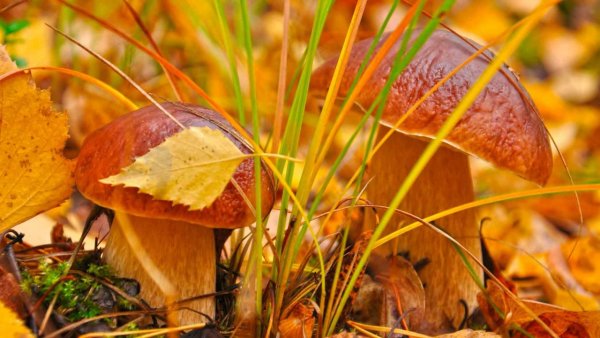 Доброе осеннее утро с грибами