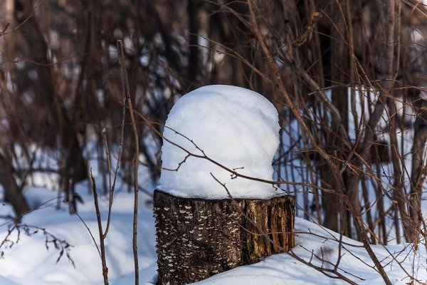 Снежные шапки на деревьях