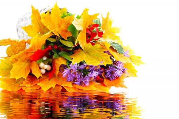 Осенние цветы