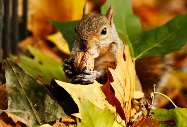 Звери осенью