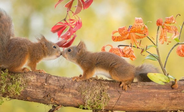 Животные осенью