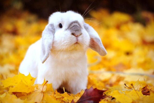 Забавные животные осенью