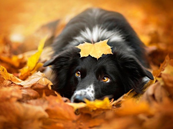 Собака в листве