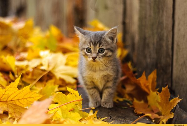 Осенний листопад