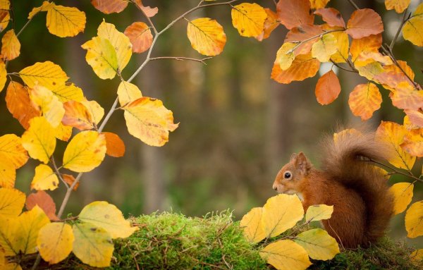 Октябрь белка