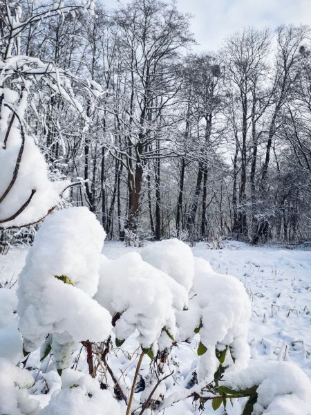 Картинки выпал снег